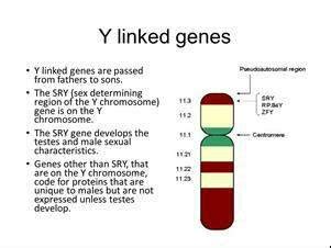 25 Human Y chromosome showing the pseudoautosomal region (upper) and... | Download Scientific ...