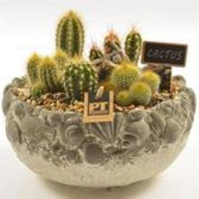 Cactus Arrangement