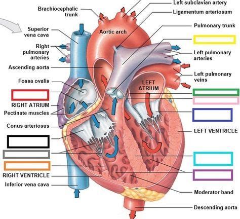 Pectinate Muscles Vs Trabeculae Carneae