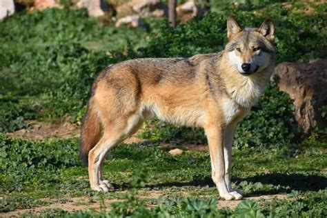 Red Wolf: Why Is It Endangered?