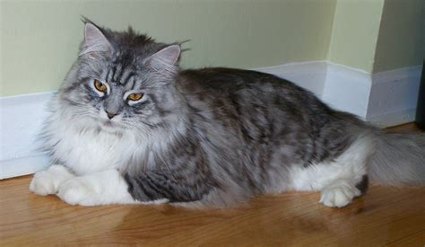 Maine Coon For Sale Texas - MaineCoon.org