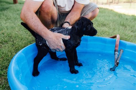 The 8 Best Dog Swimming Pools of 2021