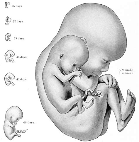 Book - Developmental Anatomy 1924-4 - Embryology