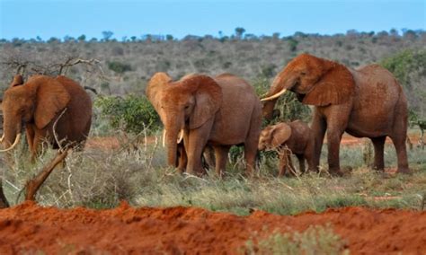 History of Tsavo East National Park | Kenya Safari Tours