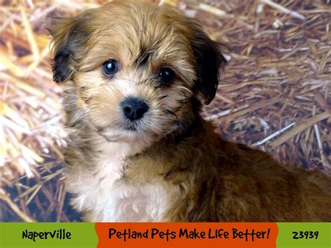 Morkie-DOG-Male-Golden-2921338-Petland Pets & Puppies Chicago Illinois