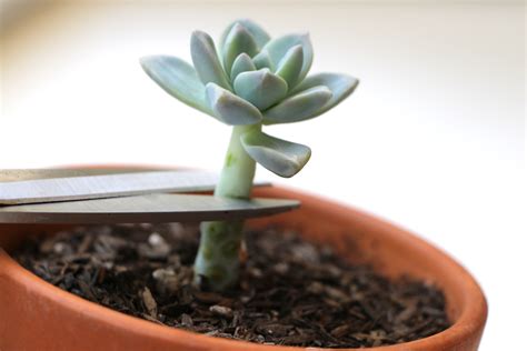 Propagating Succulents — Needles + Leaves