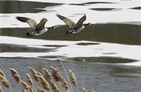 The search for Canada's national bird takes flight - The Globe and Mail