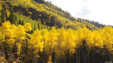 Pando (The Trembling Giant) is a clonal colony of Quaking Aspen determined to be a single living ...