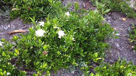 Gardenia augusta 'Radicans' - Alpine Nurseries