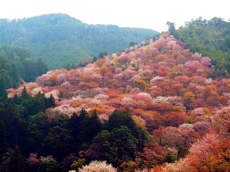 Foggy Day on Yoshino Mountain!