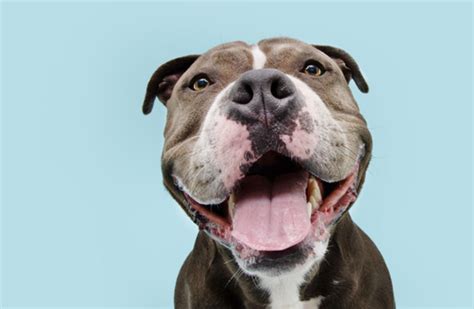 Can Dogs Smile? | Healthy Paws Pet Insurance