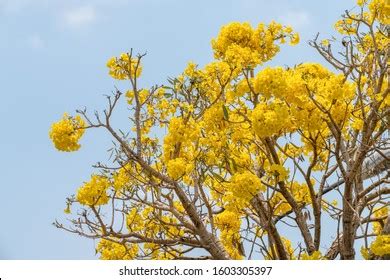 Pohon Bunga Tabebuya Kuning Mekar Blooming Stock Photo 1603305397 ...