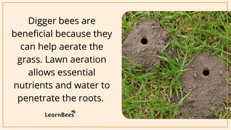 Digger Bees 101: What Are They? Are They Harmful?