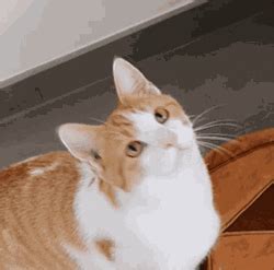 Cat Bobbing Head Cute Sleepy Nod GIF | GIFDB.com