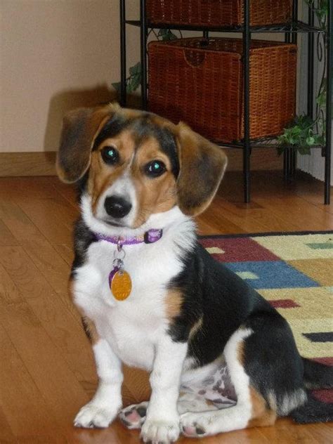 Beagi (Corgi-Beagle Mix) Info, Temperament, Puppies, Pictures, Video