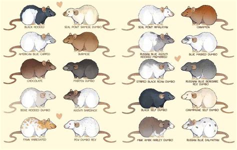 Pet Rat Colors, Coat Types & Markings: Different Varieties