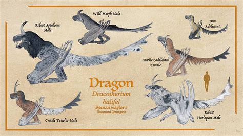 Dragon Morphs by IllustratedMenagerie on DeviantArt