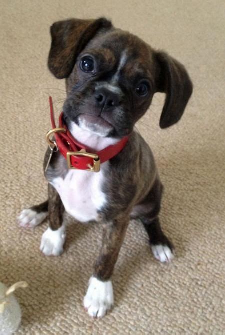 Boxer And Boston Terrier Mix Puppies For Sale - Pets Lovers