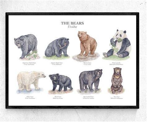 Bears Poster Chart A4 / A3 Giclée Art Print Original Watercolour Illustrations / Brown Bear ...