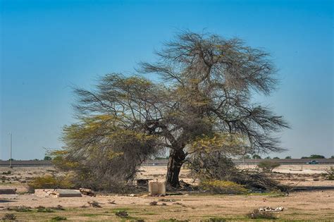 Photo 1732-11: Big mesquite tree (Prosopis juliflora) in area of...Husayn Water Well near ...