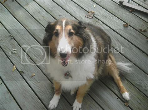 Collie/Sheltie Mix??