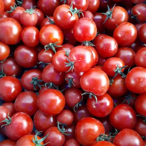 Fertilizing Tomatoes With Epsom Salts: Benefits And How-To