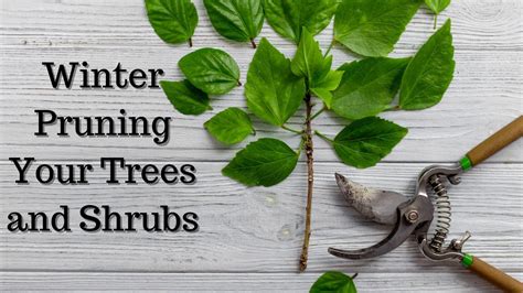 Winter Pruning Your Trees and Shrubs | Patuxent Nursery