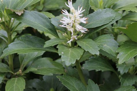 Pachysandra terminalis