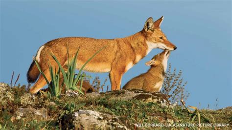 Ethiopian Wolves - NWF | Ranger Rick