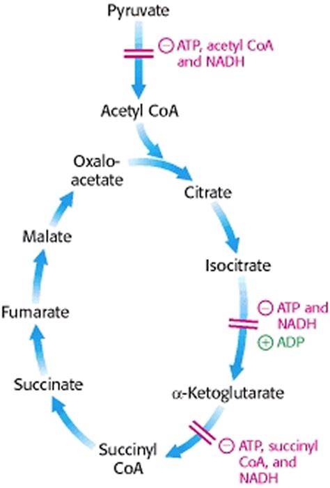 Citric Acid, Citric Acid In Food Uses. Is Citric Acid Bad For You?