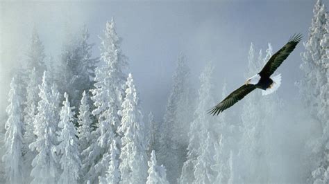 Alaska Winter Wallpaper - WallpaperSafari
