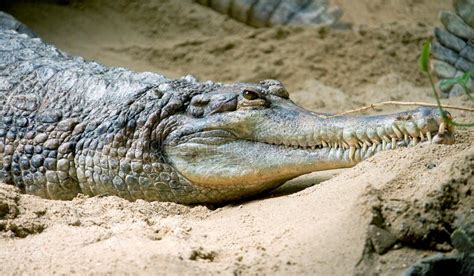 False Gavial 4 Royalty Free Stock Photo - Image: 2971925