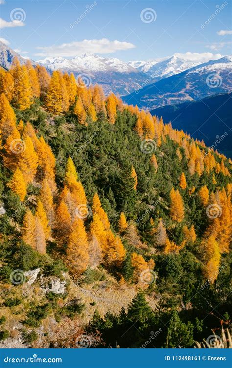 Beautiful Colored Larches with Autumn Colors in the Mountains. Stock ...