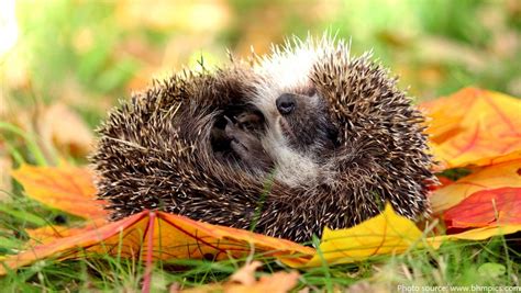 Interesting facts about hedgehogs | Just Fun Facts