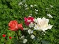 Love wallpaper - Valentine roses