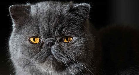 Flat Faced Cats - Investigating Brachycephalic Cat Breeds