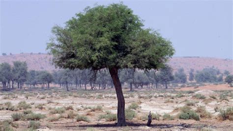 The Gaf Tree: The National Tree of the UAE