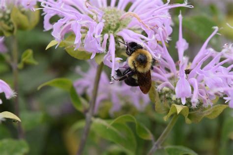 Pollinator on Wild Bergamot (Monarda fistulosa) | Grow wildflowers, Plants, Wild