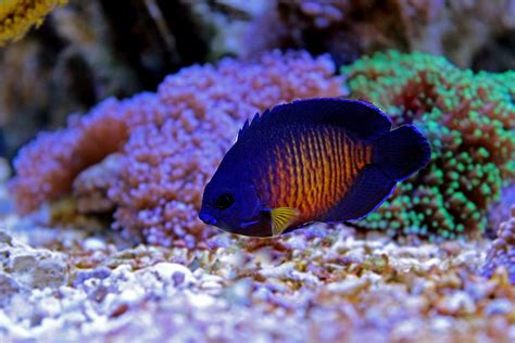 Saltwater Fish, Coral & Invertebrates - Aquarium Adventure Chicago