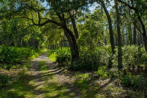 12 Breathtaking Ocala National Forest Hikes For A Perfect Outdoorsy Weekend!