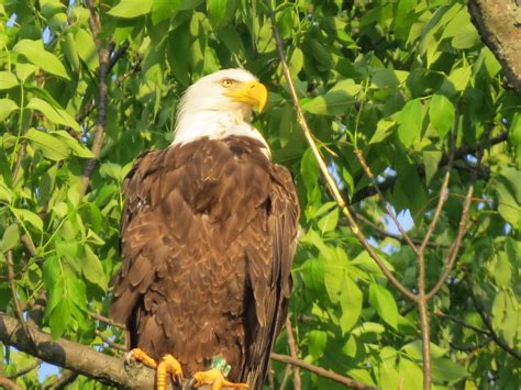 New Jersey Eagle Nesting in PA « Conserve Wildlife Foundation of New Jersey