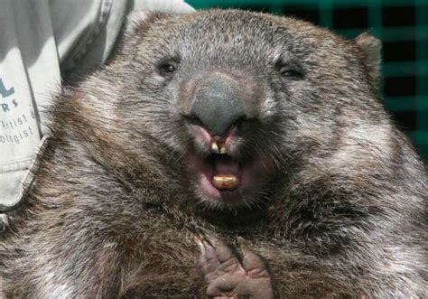 Fun Facts About Wombats Will Blow Your Mind