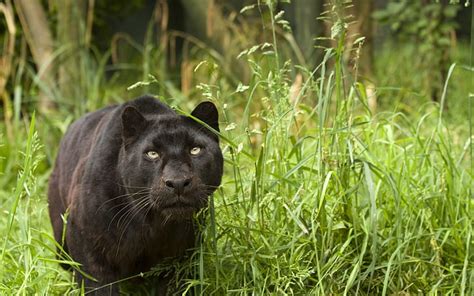 2560x1440px | free download | HD wallpaper: Black Puma, black panther ...