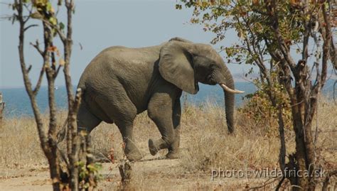 Lake Kariba Wildlife/DSC_1876