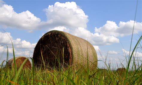 kansas wildflowers: Kansas hay