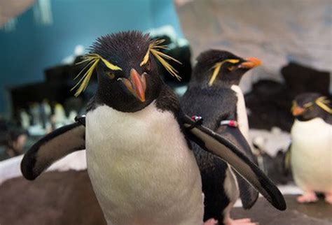 SeaWorld: Penguins are the coolest thing in Florida - masslive.com