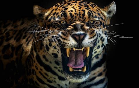 Predator, Jaguar, leopard, roar for , section кошки, Angry Jaguar HD wallpaper | Pxfuel