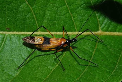 Zelus vespiformis (?) | Order Hemiptera- Family Reduviidae- … | Flickr