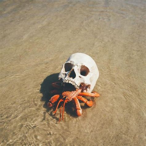 That moment when you see a hermit crab with a skull crawling out of the ...