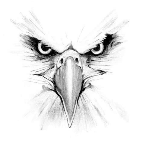 Arend (Eagle) | Eagle drawing, Eagle face, Eagle